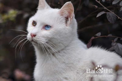 怎样区分山东狮子猫波斯猫