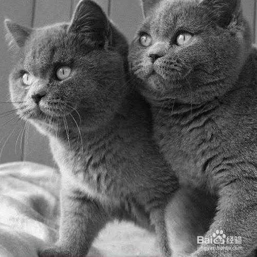 幼猫拉肚子怎么办？