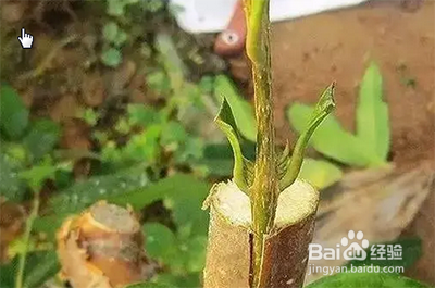 樱花嫁接时间和方法