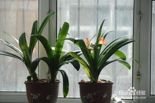 君子兰根系太大怎么办