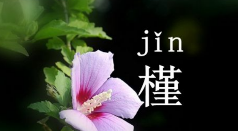 女生用槿字取名有什么寓意