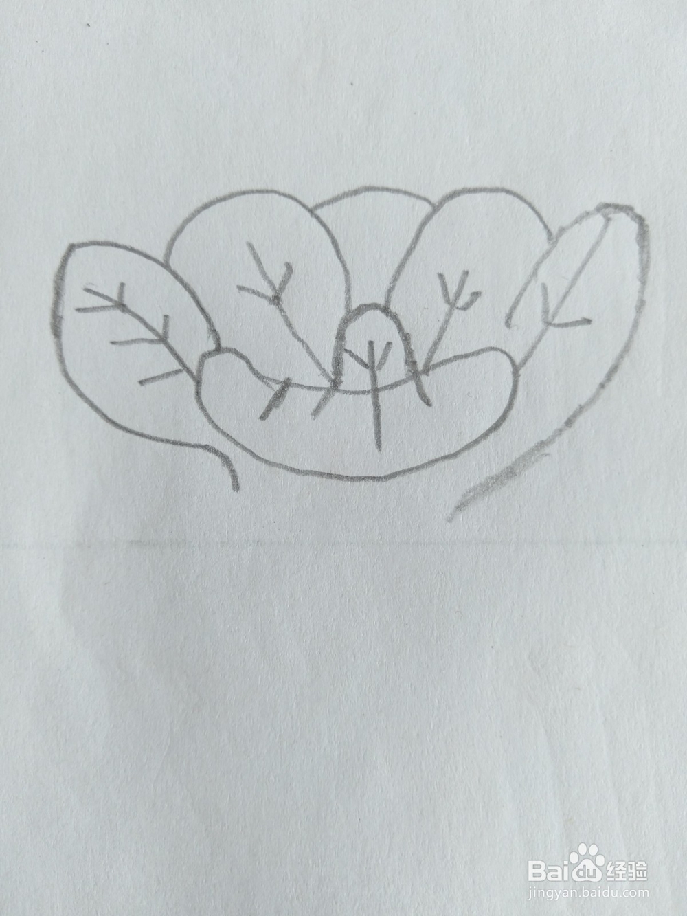 儿童简笔画白菜画法六