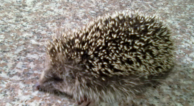 刺猬的刺有哪些作用