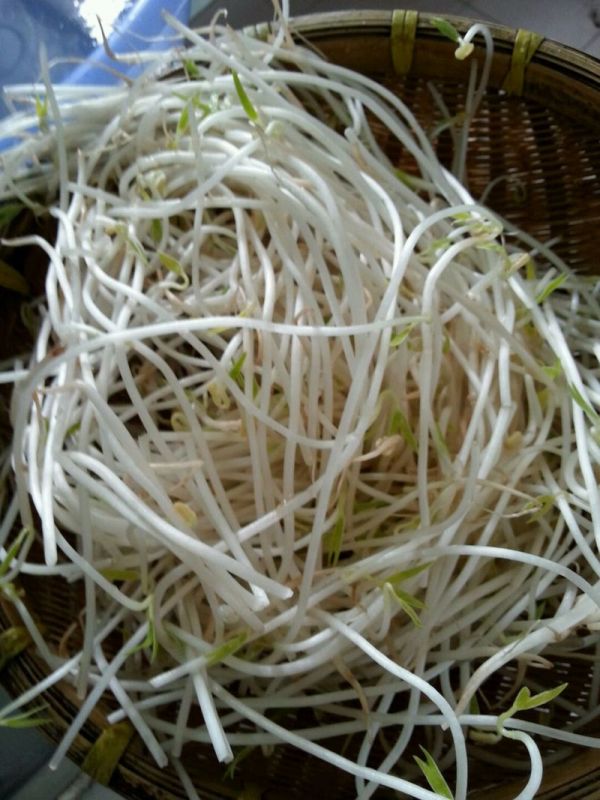 剁椒凉拌豆芽菜