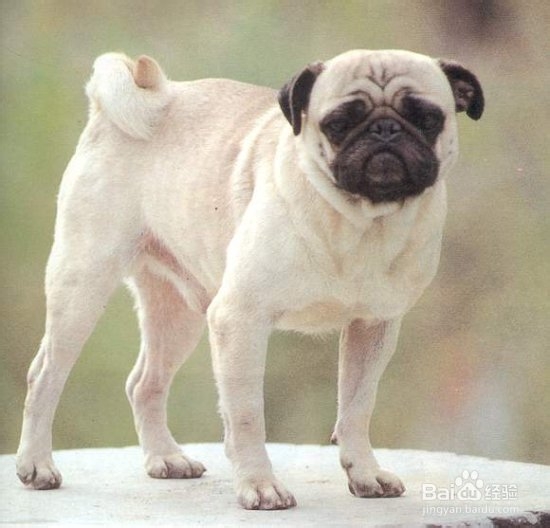 巴哥犬训练方法