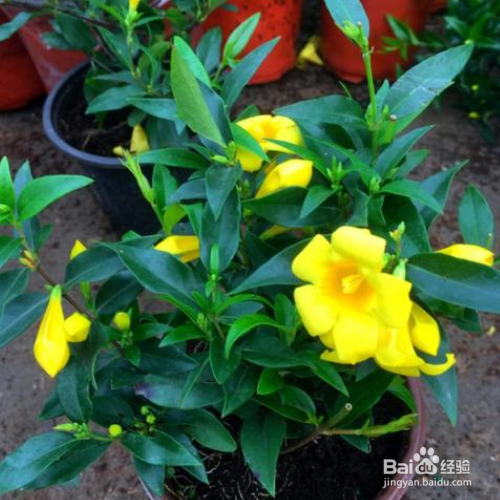 法国香水茉莉的养殖方法和病虫害预防