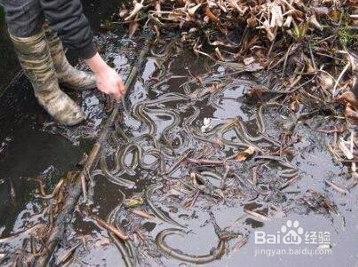 黄鳝冬季囤养技术