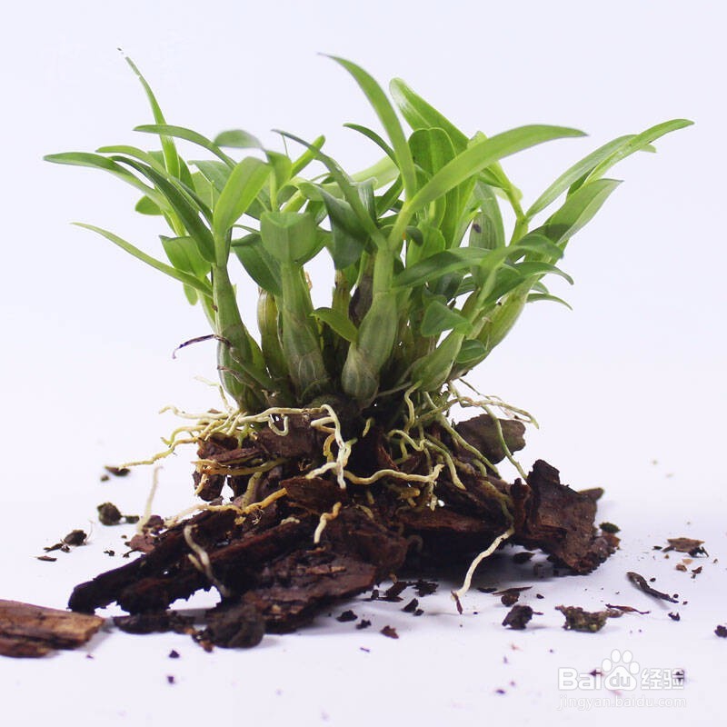 石斛兰的养殖方法及教程