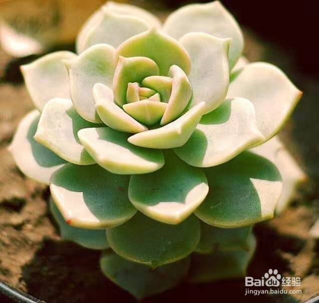 新手养肉选择这几种，好养观赏价值高！