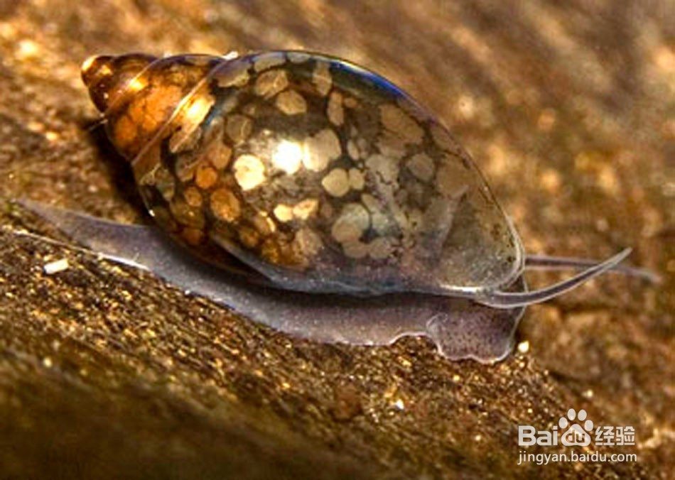 鉴别布氏朱砂螺的具体方法