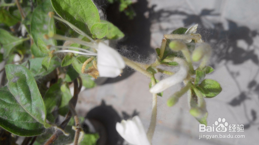 初夏花儿香---花卉养殖心得