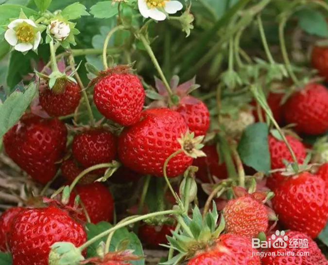 水果替代主食食用会有哪些危害？