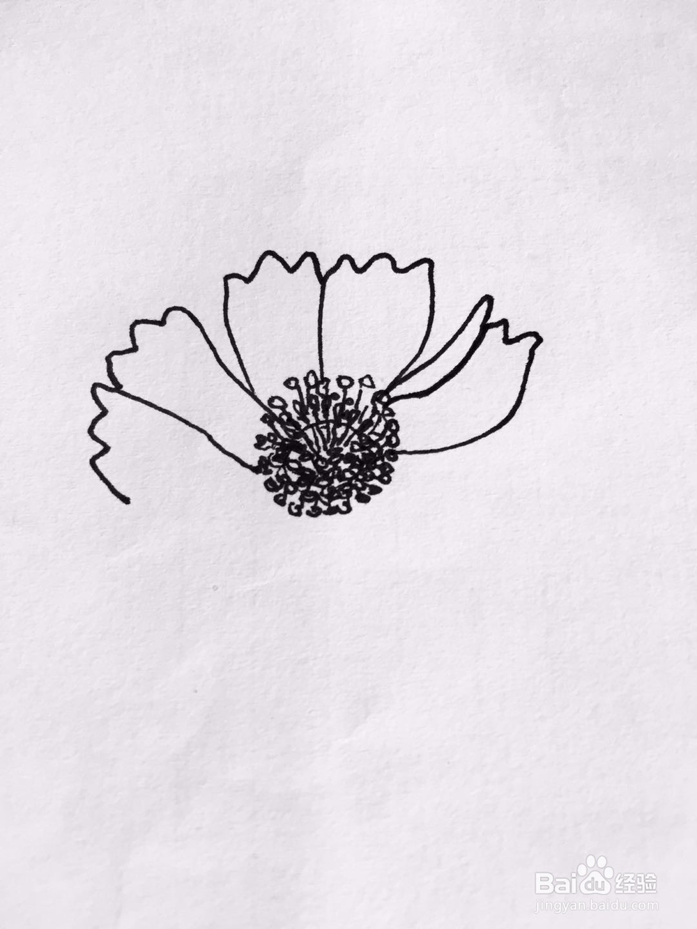 茉莉手绘之那些花儿