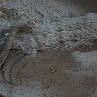 轰炸大鱿鱼的做法攻略