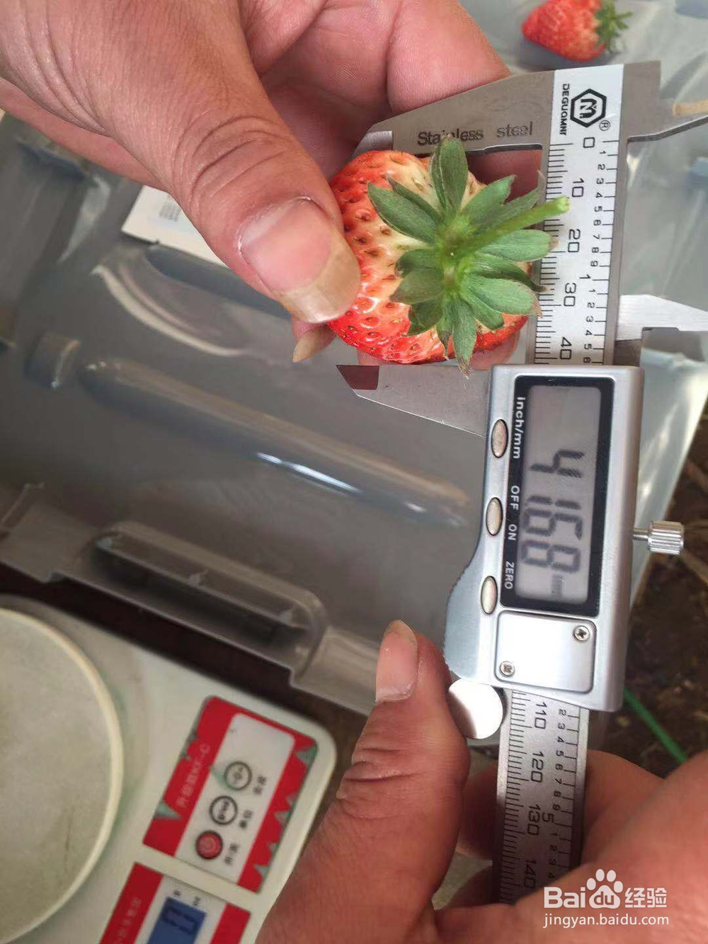 赤丹的试验使用经验和报告