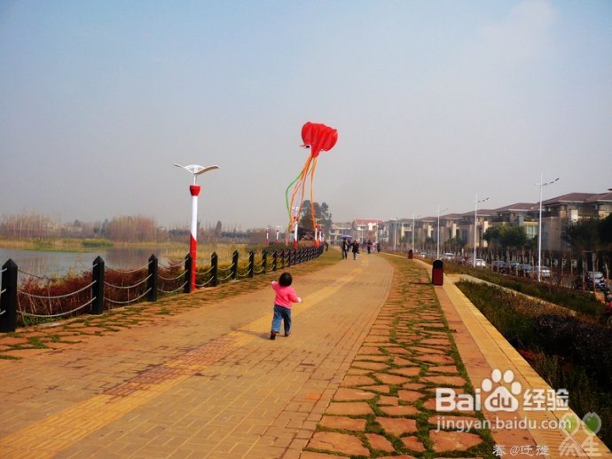 【春的迁徙】冬日，昆明观鸥攻略