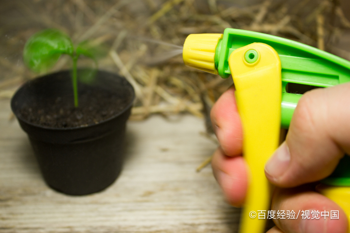 花盆草莓怎样在家养殖