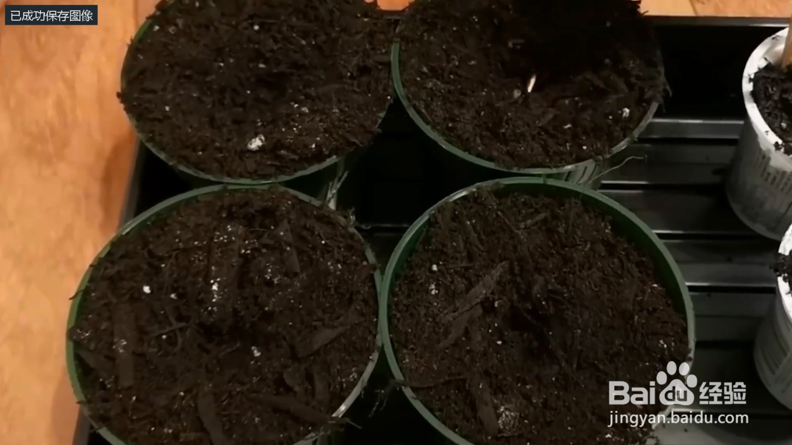 西瓜种子怎么催芽