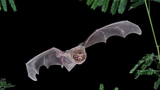 你知道蝙蝠在夜间飞行靠的不是眼睛而是嘴巴和耳朵的配合来探路的吗?是什么句