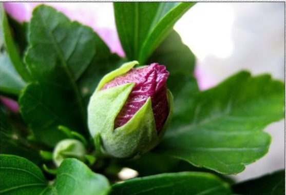 木菊花怎么养才是正确的养殖方法