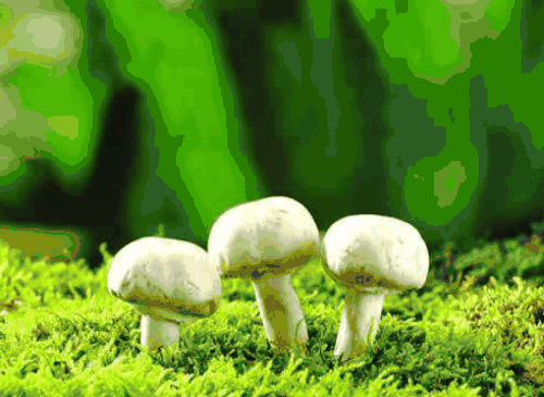 【抽象代数】分圆多项式