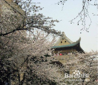 2017年赏樱花公略 哪里可以看樱花