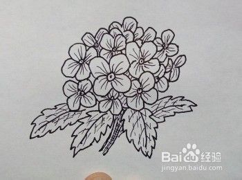 绣球花画法教程 怎么画绣球花 如何画绣球花 百度经验