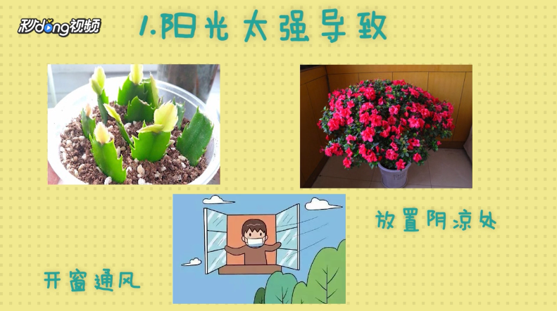 蟹爪兰叶子发软怎么办