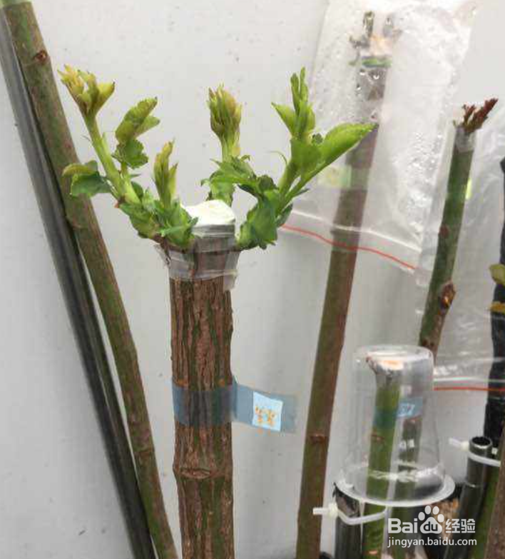 月季花育苗方法