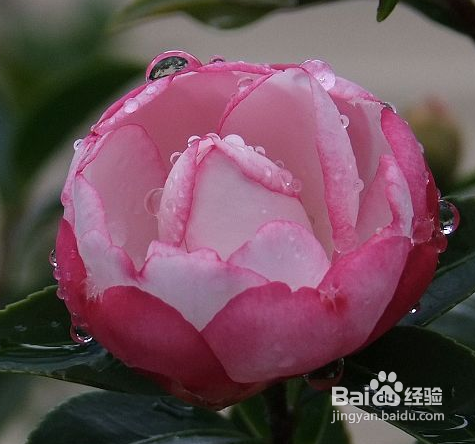 冬季养好茶花注意事项