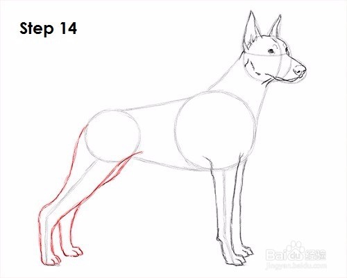 如何绘制杜宾犬——加菲的吃货生活