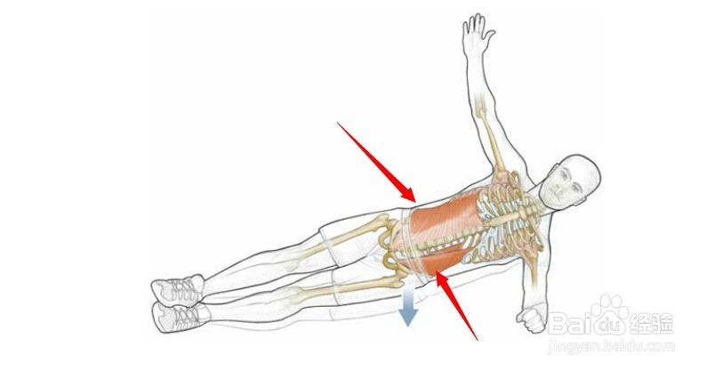 高尔夫球训练：[11]相关肌肉图解11