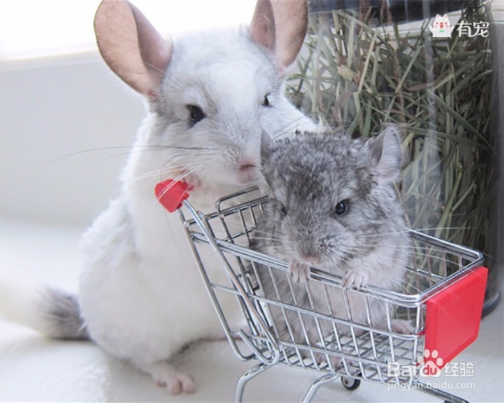 带你走进童话世界之外的龙猫