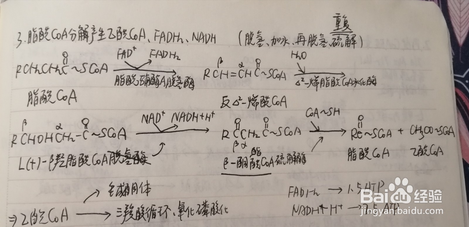脂肪酸β氧化反应四步骤为