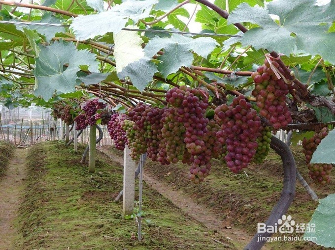怎么样挑选出好的葡萄？