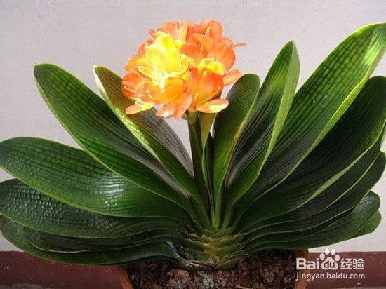 如何养殖君子兰？