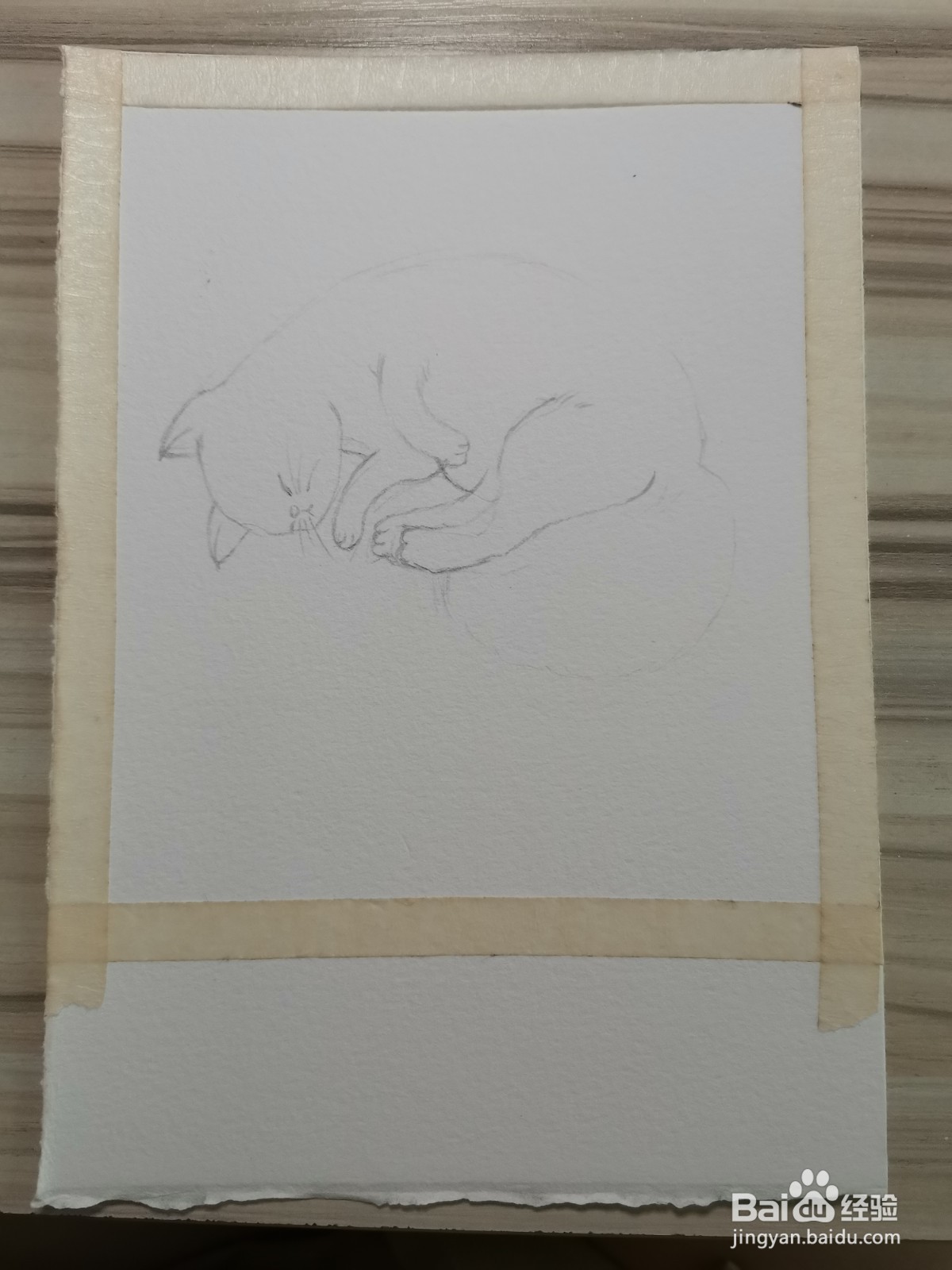 我家的猫咪水彩手绘线稿教程