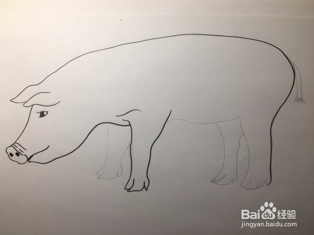 简笔画：猪的画法 幼儿简笔画