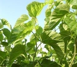 喝桑叶茶的作用和功效