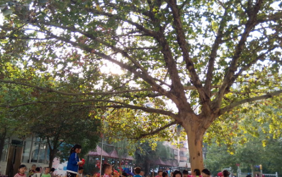 大树是摇篮,摇着什么什么