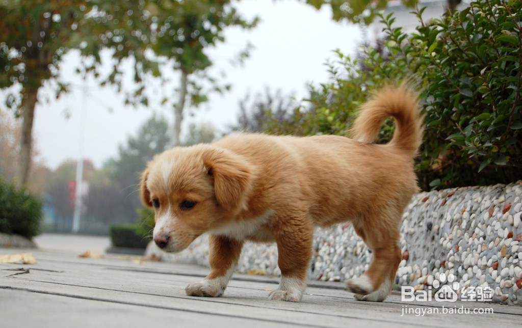 买狗狗需要注意什么