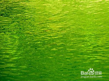 <b>池塘的水为什么是碧绿色</b>