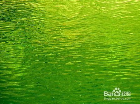 池塘的水为什么是碧绿色