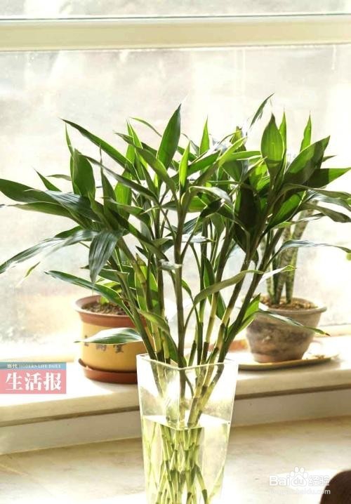 富贵竹土培、水培怎么进行养护