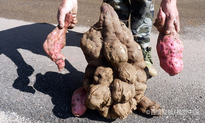 红薯可以治疗便秘吗