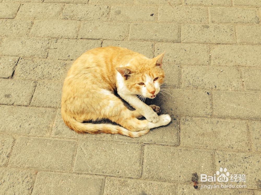 夏季养猫应该注意什么问题？