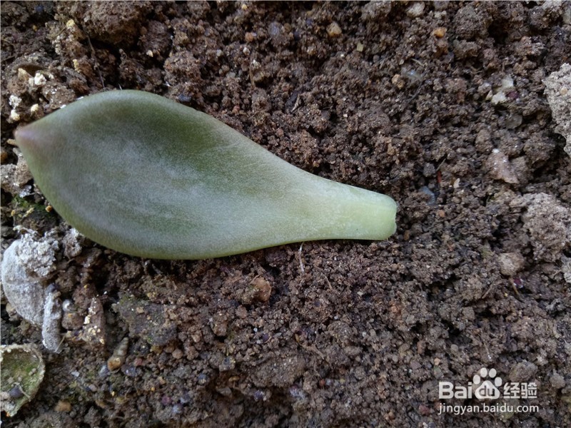 多肉植物怎么进行叶插