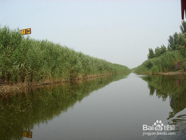 芦苇种植的技术