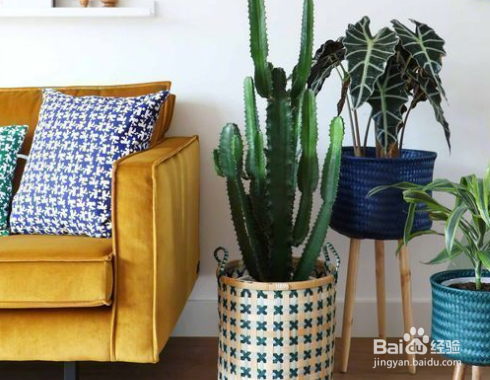 绿植是最提气的软装，室内养什么植物好？