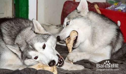 狗狗坚决不能吃的食物